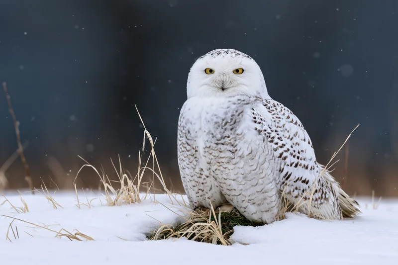 Snowy owl perched on snow-covered ground facing camera