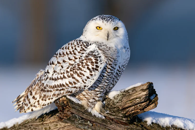 Snowy owl perched on a snow-dusted broken branch in a winter landscape