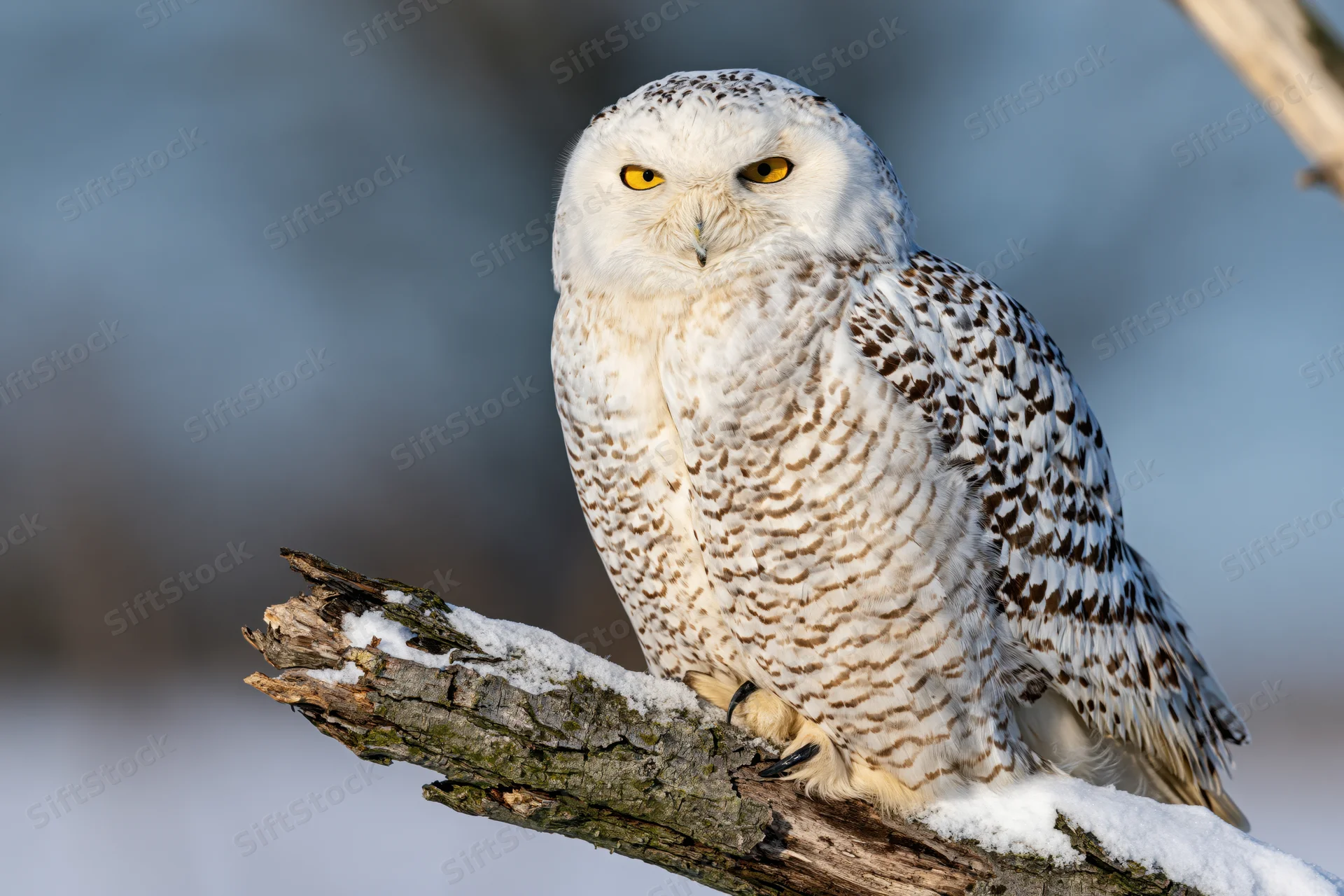 Snowy owl perched on snow-dusted broken branch facing forward in winter landscape