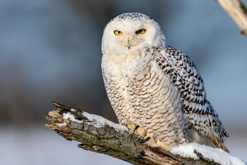 Snowy owl perched on snow-dusted broken branch facing forward in winter landscape
