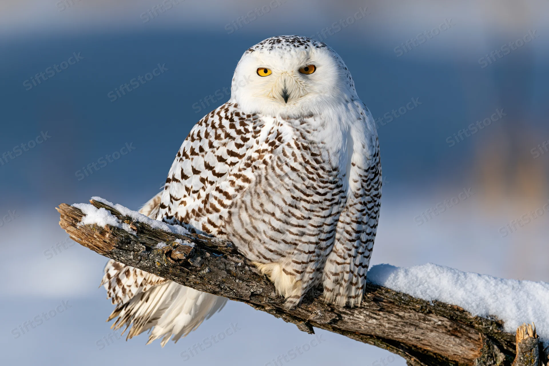 Snowy owl perched on snow-dusted branch in winter landscape
