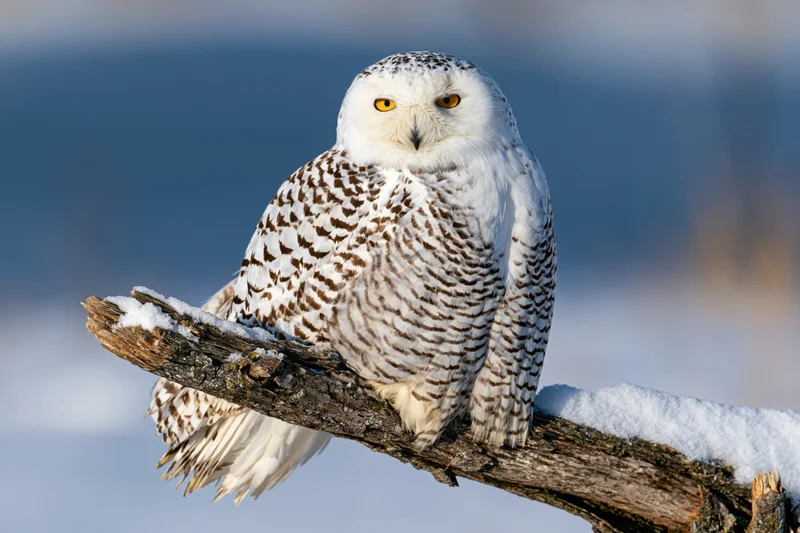Snowy owl perched on snow-dusted branch in winter landscape