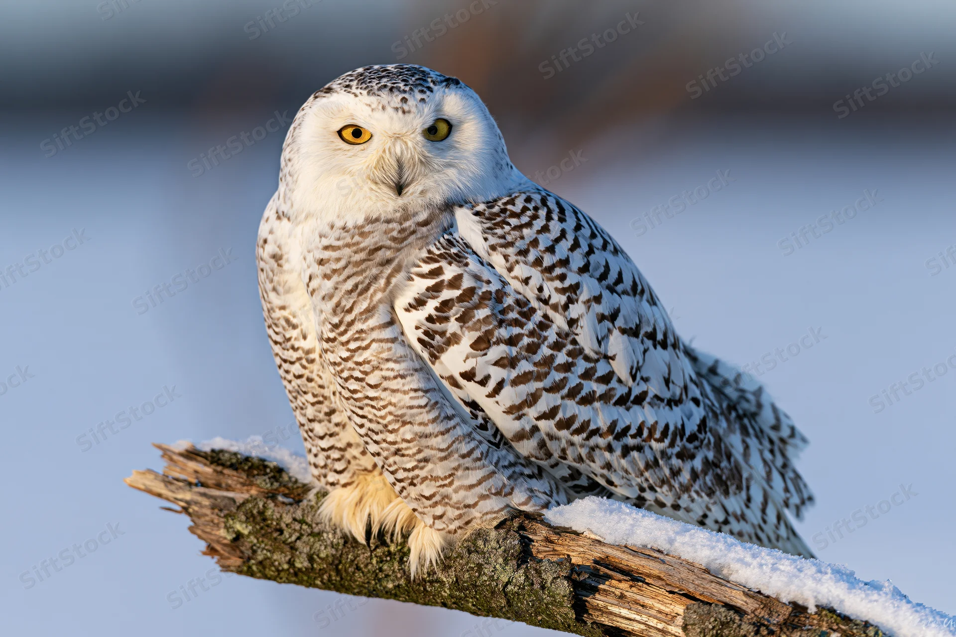 Snowy owl perched on snow-dusted broken branch in winter landscape