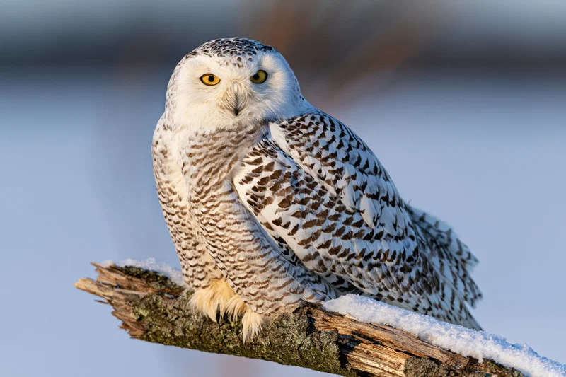 Snowy owl perched on snow-dusted broken branch in winter landscape