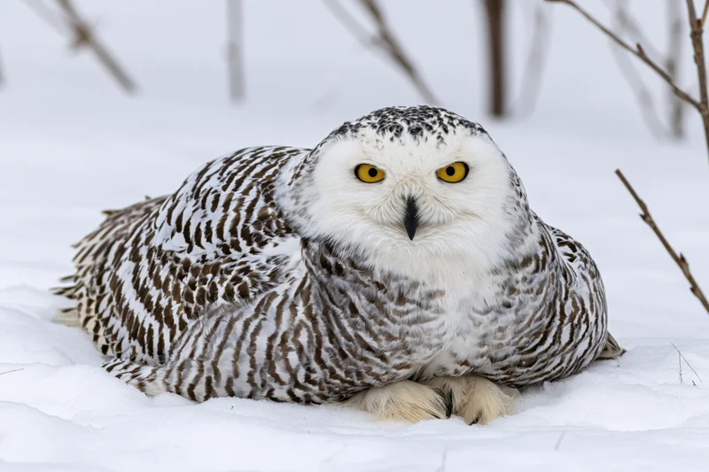 Snowy owl perched on snow-covered ground facing the camera