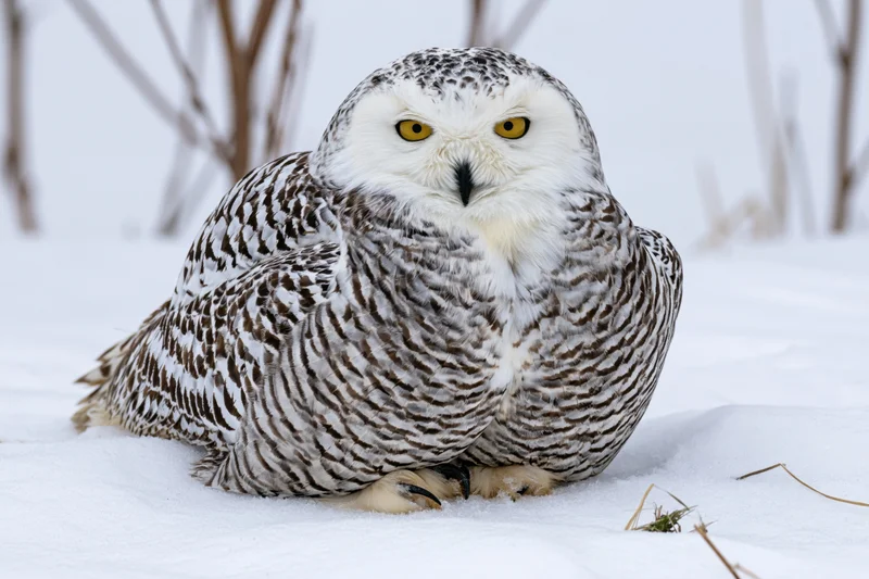 Snowy owl perched on snow-covered ground facing the camera with intense yellow eyes and patterned feathers