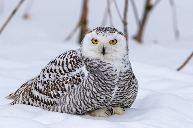 Snowy owl perched on snow-covered ground facing the camera