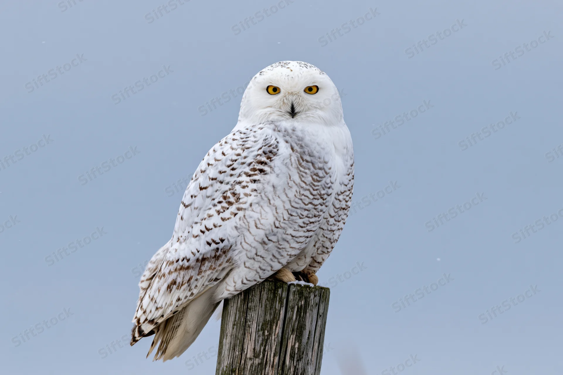 Snowy owl perched upright on a weathered wooden fence post against a pale blue sky