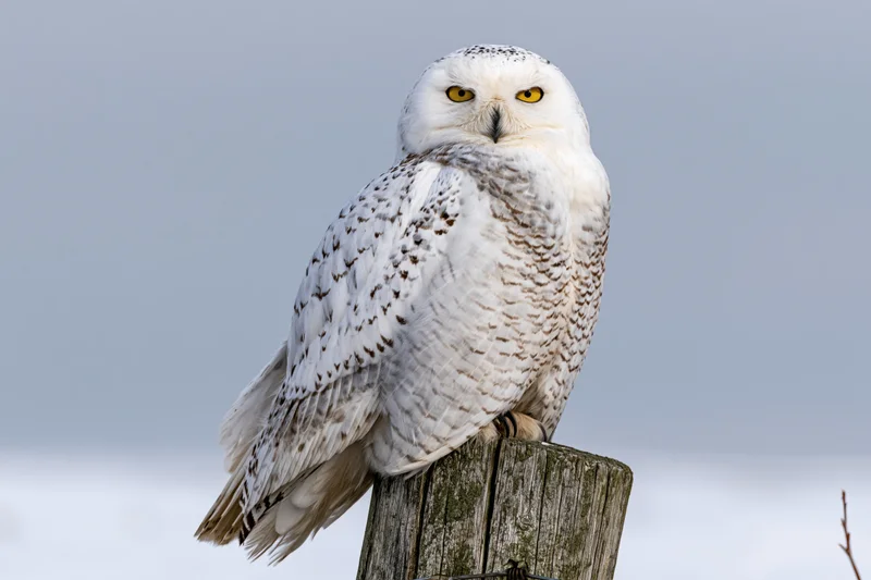Snowy owl perched upright on a weathered wooden fence post in snowy landscape