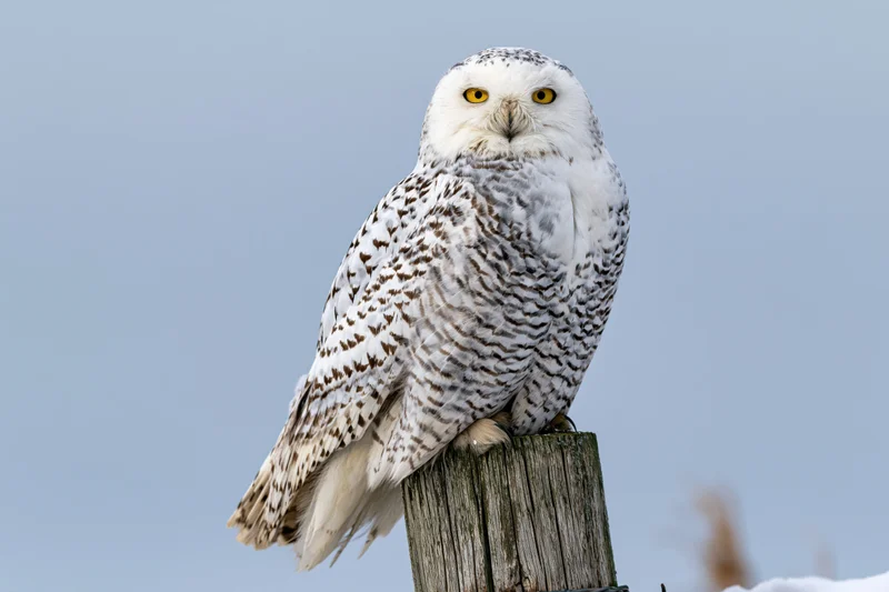 Snowy owl perched upright on a weathered wooden fence post against a pale blue sky