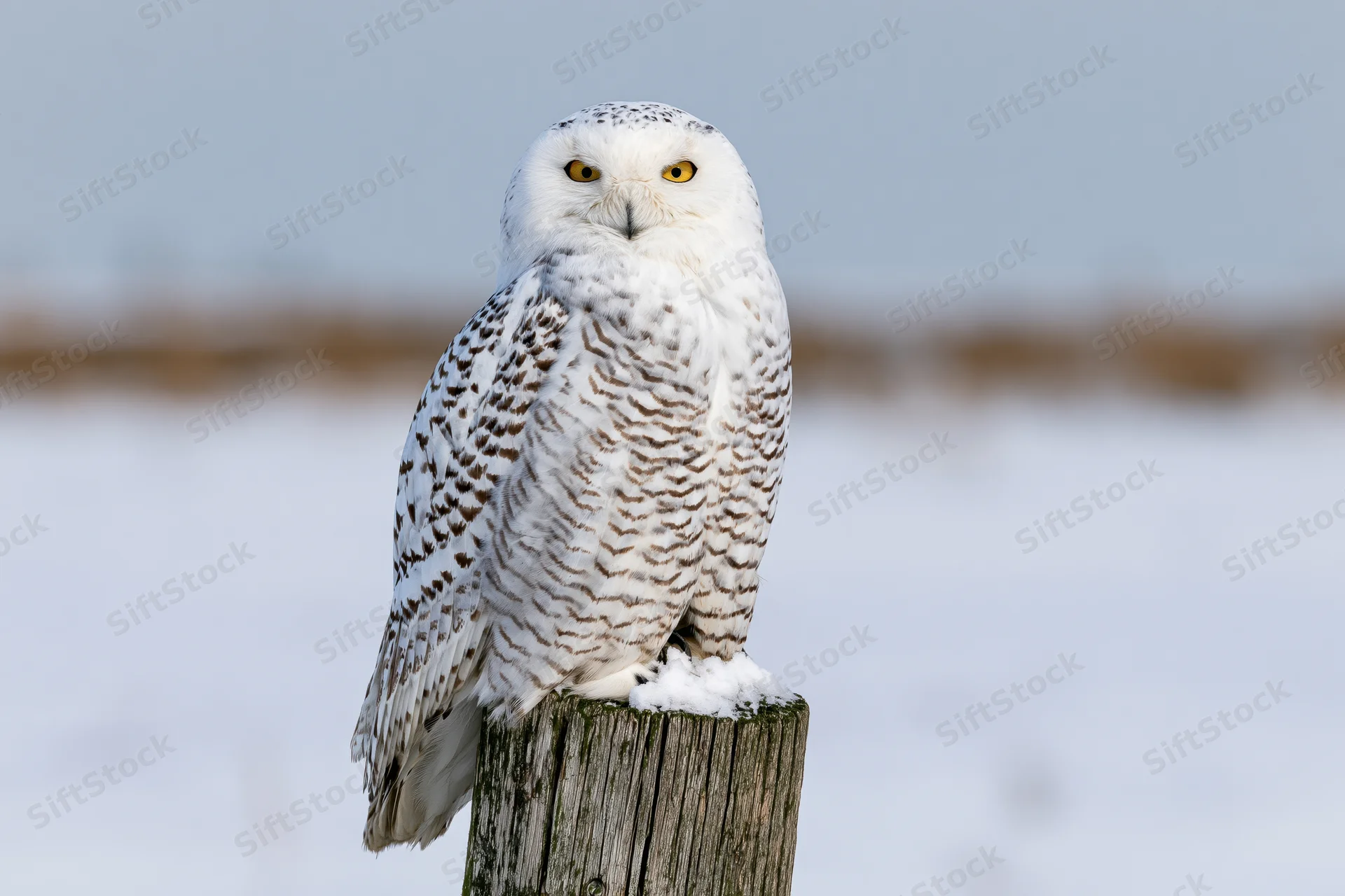 Snowy owl perched upright on a weathered wooden post in snowy landscape