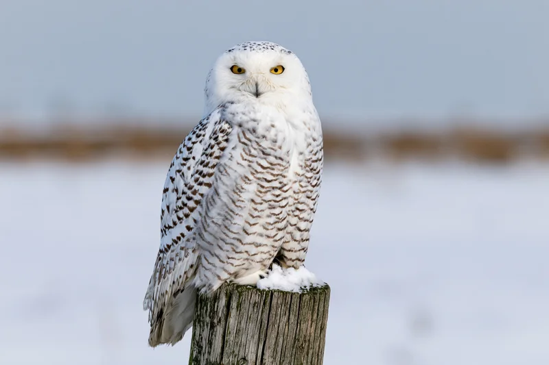 Snowy owl perched upright on a weathered wooden post in snowy landscape