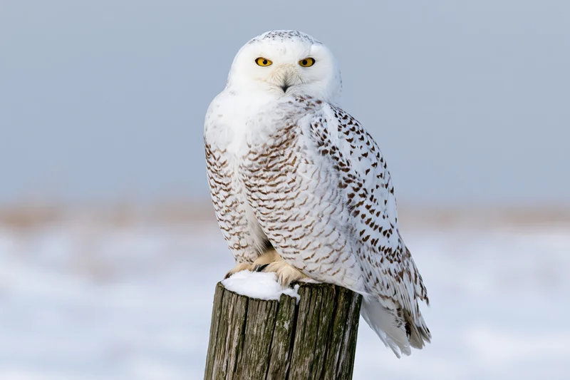 Snowy owl perched upright on a weathered wooden post in snowy landscape