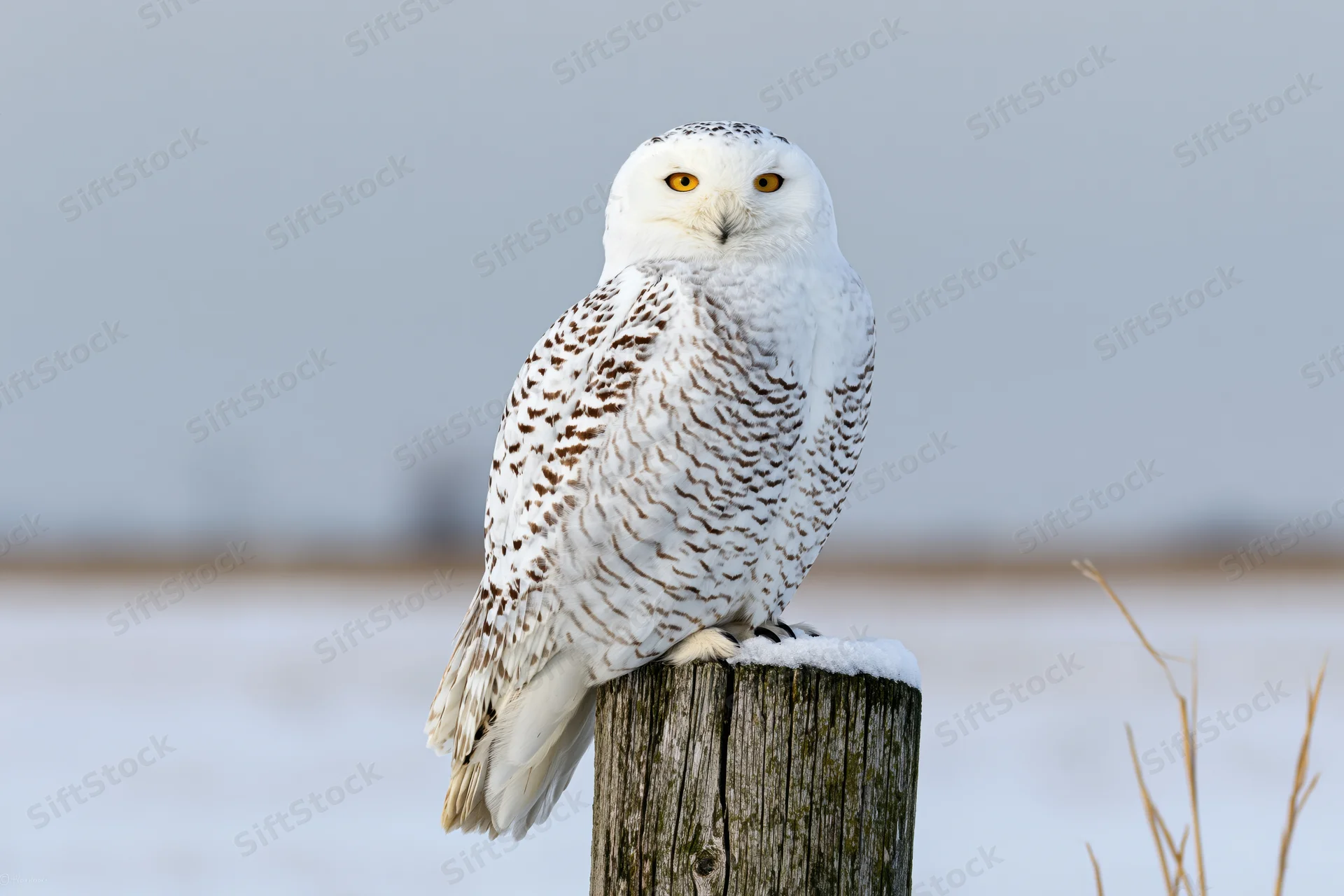 Snowy owl perched upright on a weathered wooden post in snowy landscape