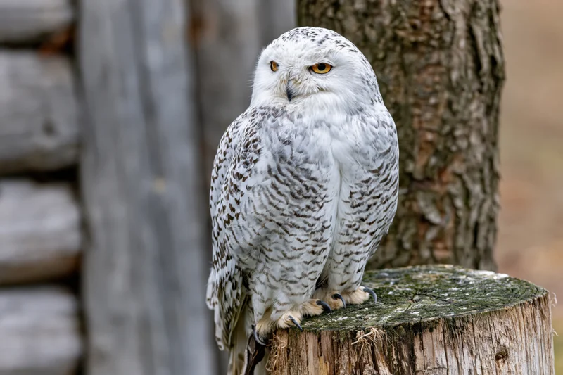 Snowy owl perched upright on a weathered wooden stump facing forward in a forest setting