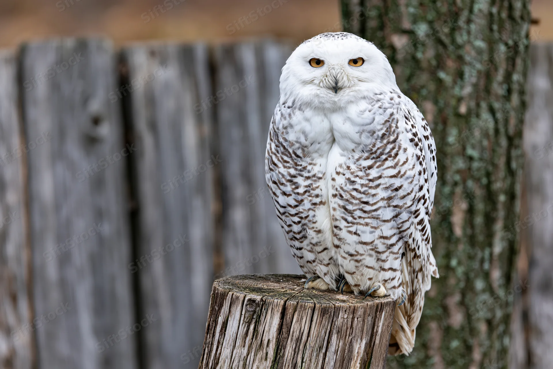 Snowy owl perched upright on a weathered wooden stump facing forward in a wooded outdoor setting