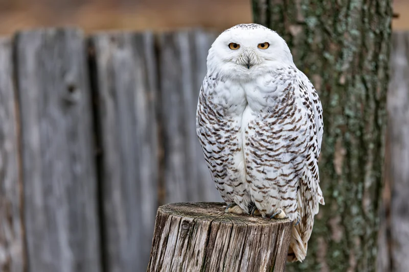 Snowy owl perched upright on a weathered wooden stump facing forward in a wooded outdoor setting