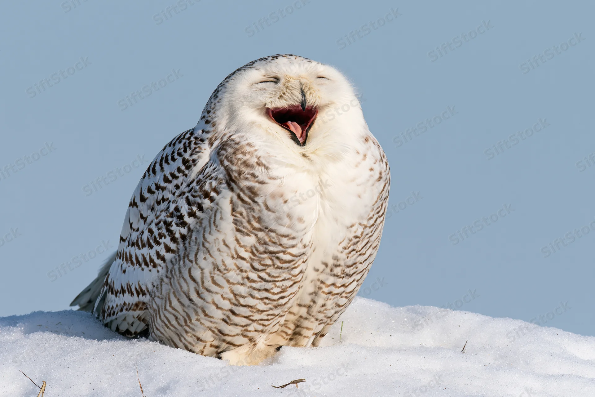 Snowy owl perched on snow bank with beak open and eyes closed