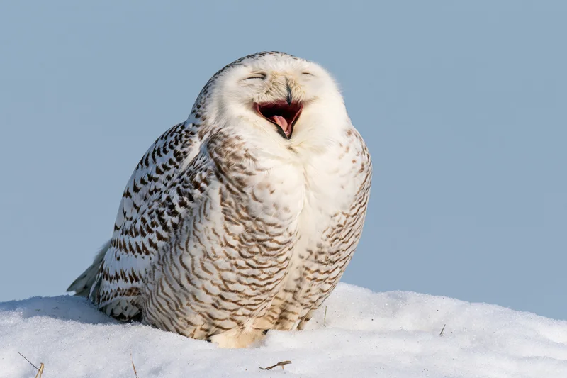 Snowy owl perched on snow bank with beak open and eyes closed