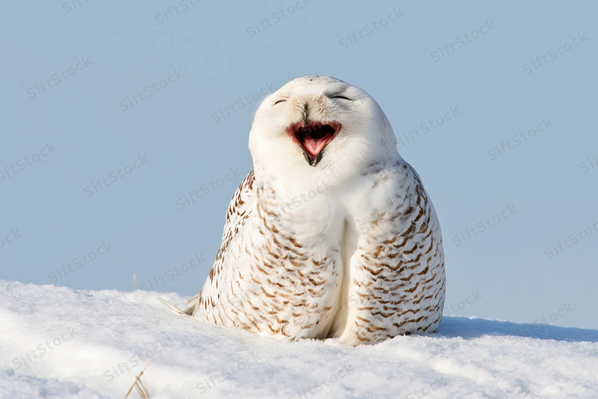 Snowy owl with beak open wide and eyes closed sitting on snow bank under blue sky