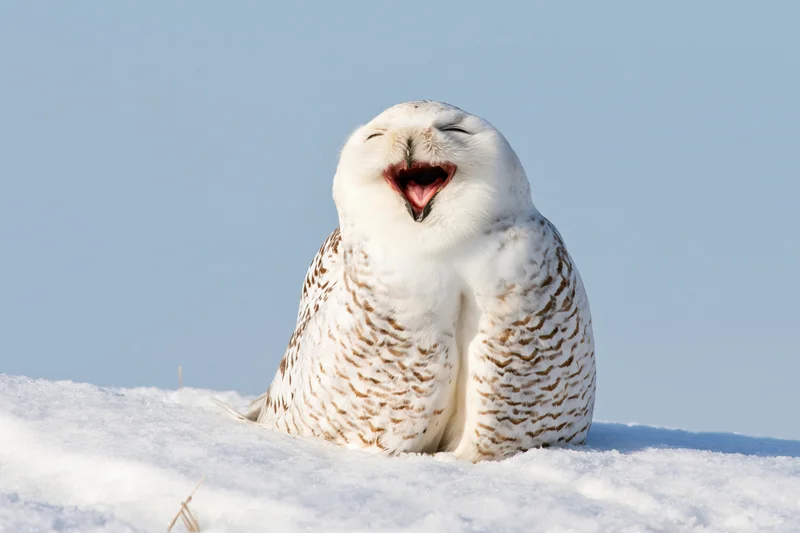 Snowy owl with beak open wide and eyes closed sitting on snow bank under blue sky
