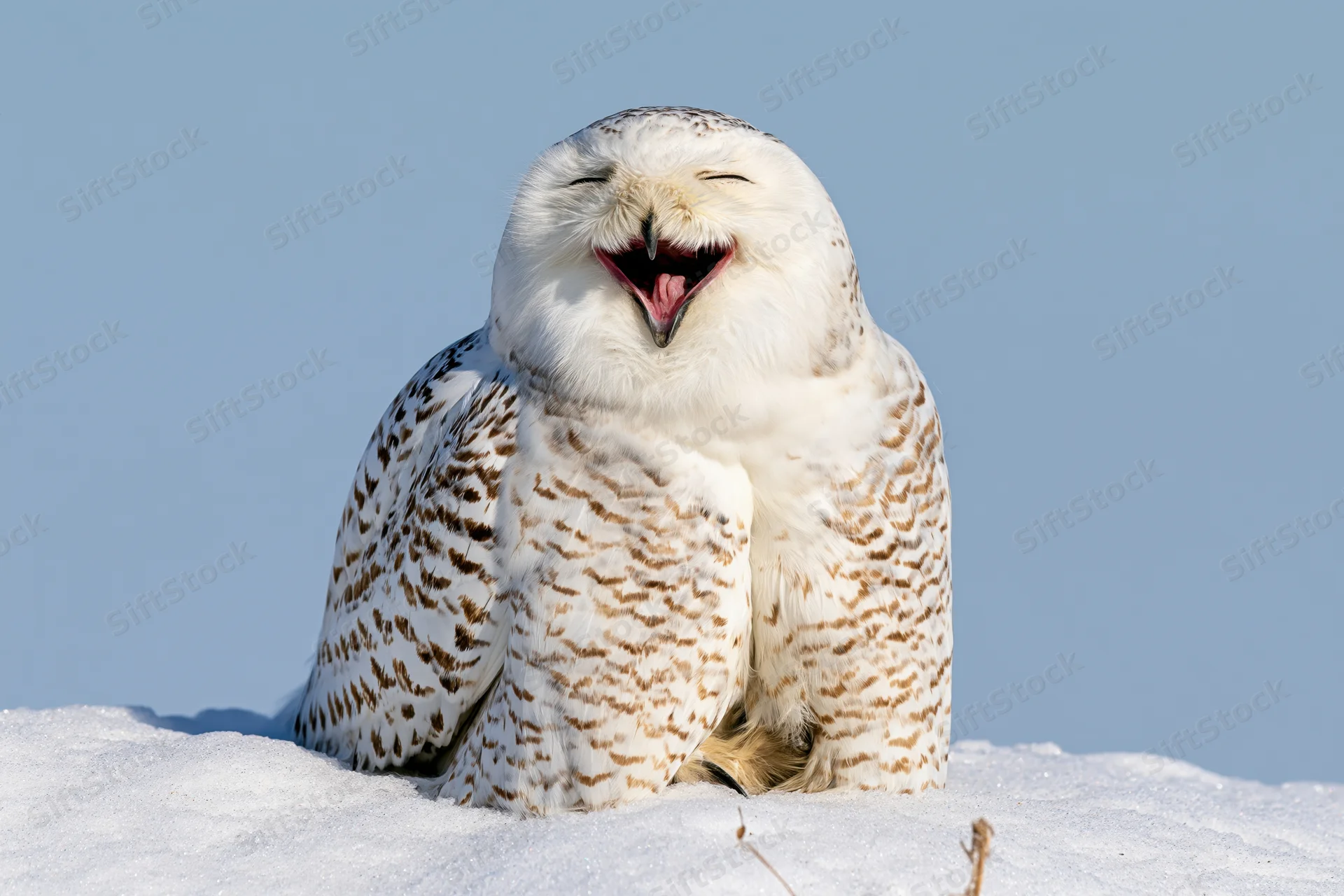 Snowy owl perched on snow bank with beak open wide and eyes closed