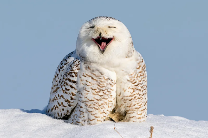 Snowy owl perched on snow bank with beak open wide and eyes closed