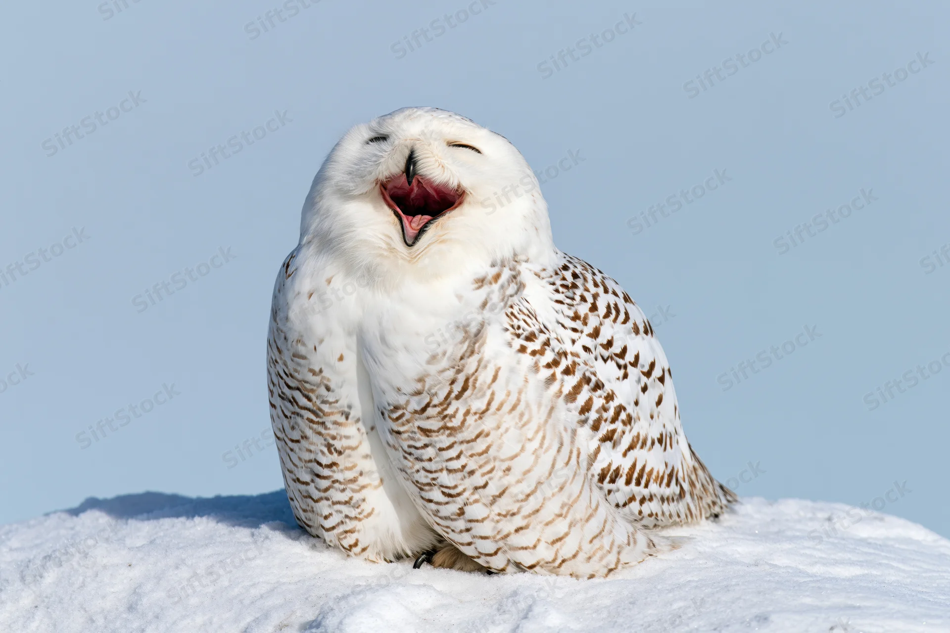 Snowy owl perched on snow bank with beak open wide and eyes closed