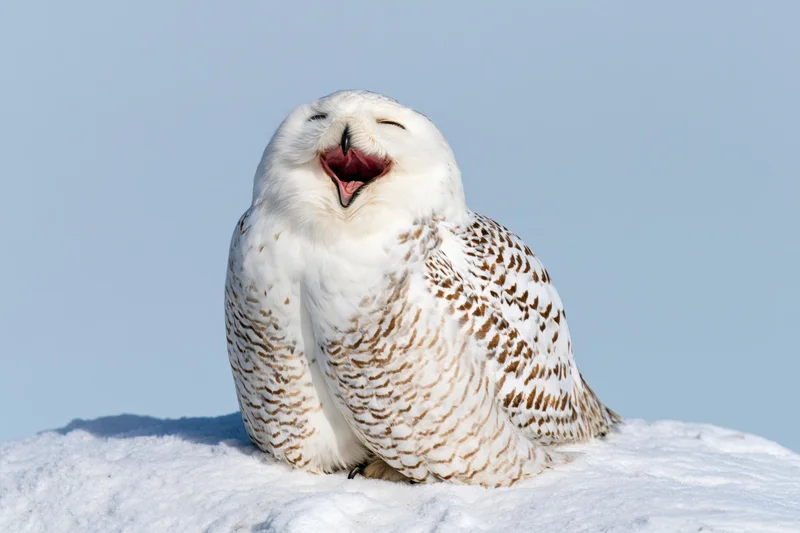 Snowy owl perched on snow bank with beak open wide and eyes closed