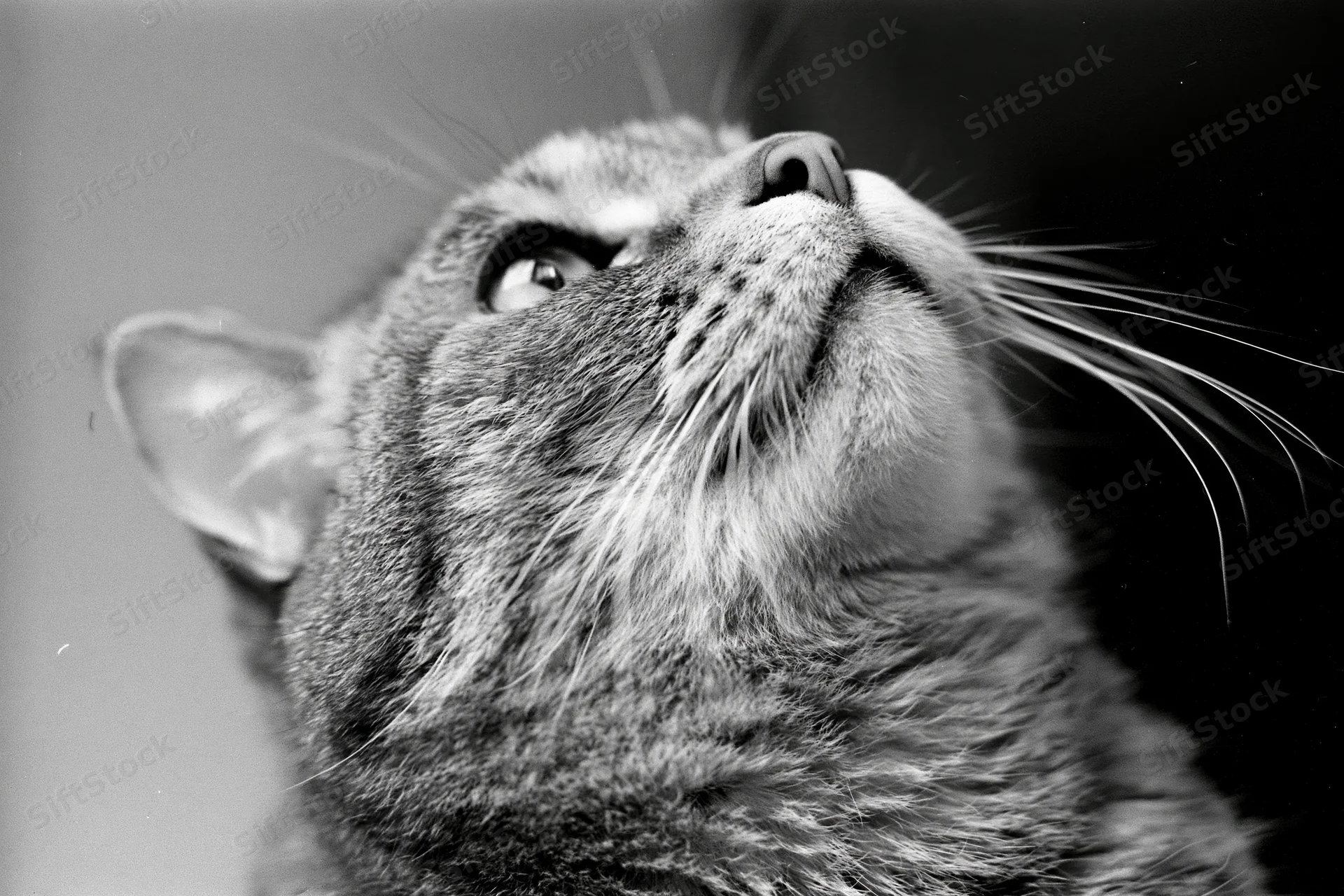 Tabby cat looking upward with alert curious expression in closeup portrait