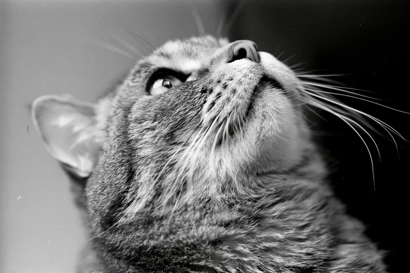 Tabby cat looking upward with alert curious expression in closeup portrait