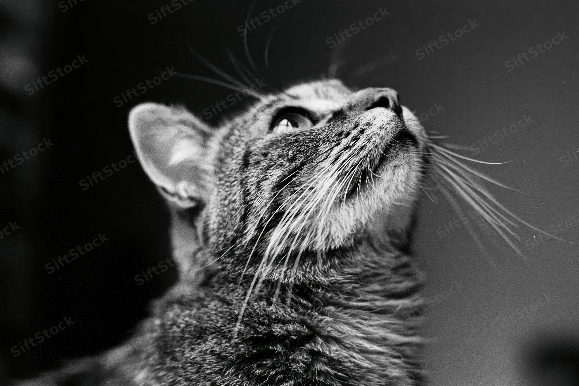 Tabby cat looking upward with alert curious expression in closeup portrait