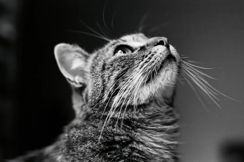 Tabby cat looking upward with alert curious expression in closeup portrait