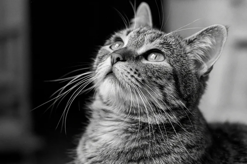 Tabby cat looking upward with alert curious expression in closeup portrait