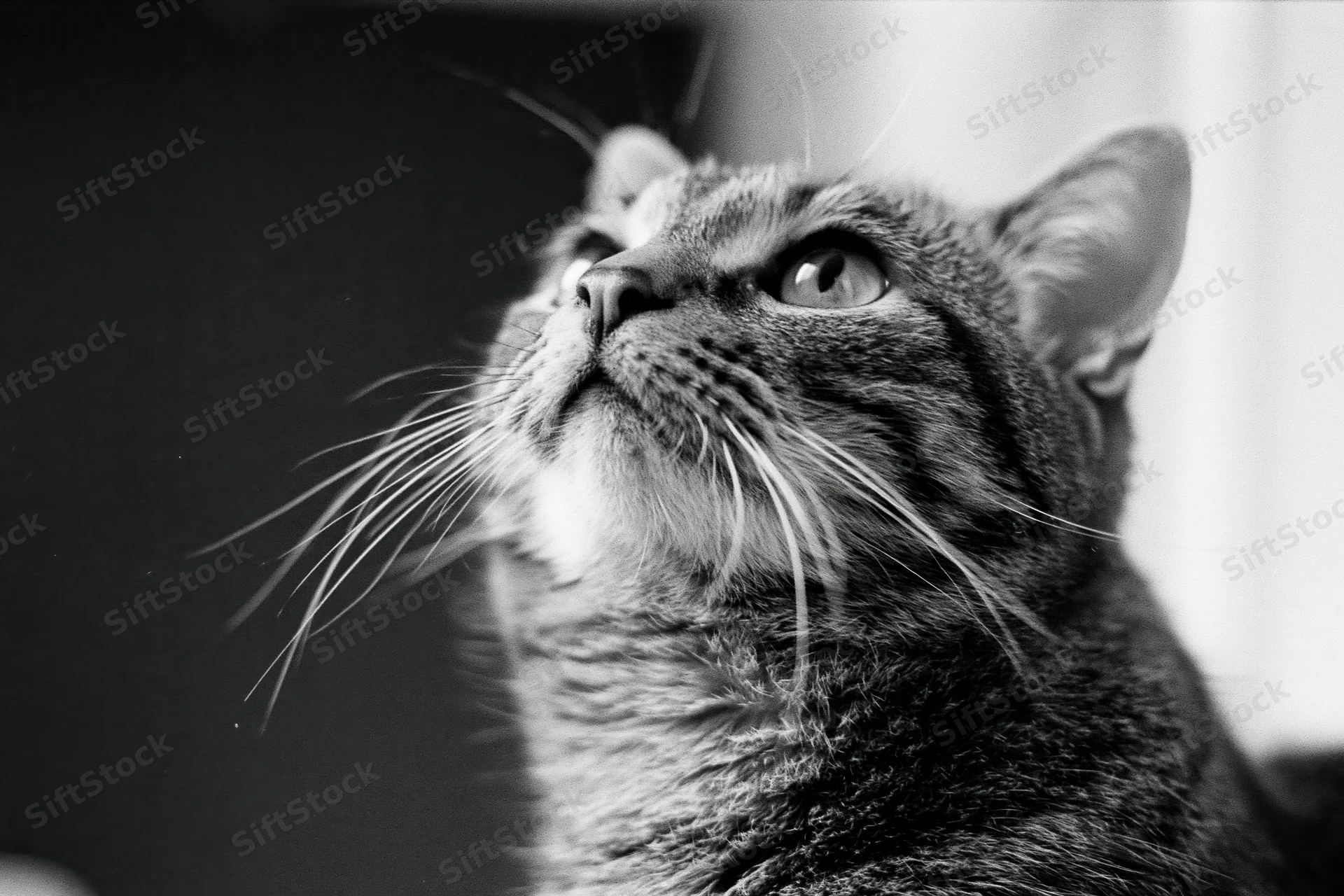 Tabby cat looking upward with alert curious expression in closeup portrait