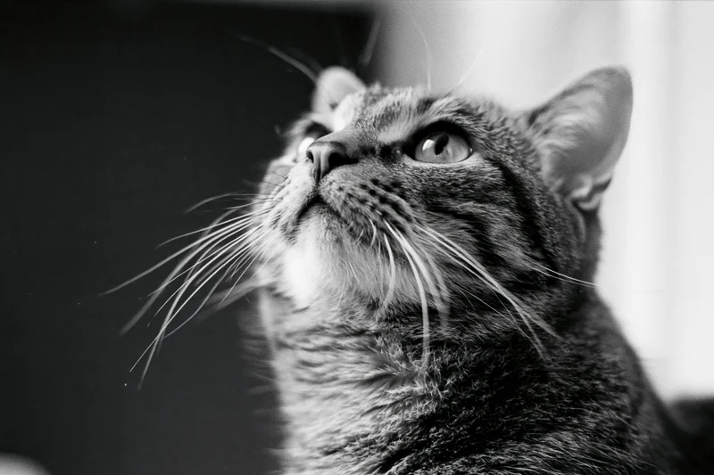 Tabby cat looking upward with alert curious expression in closeup portrait