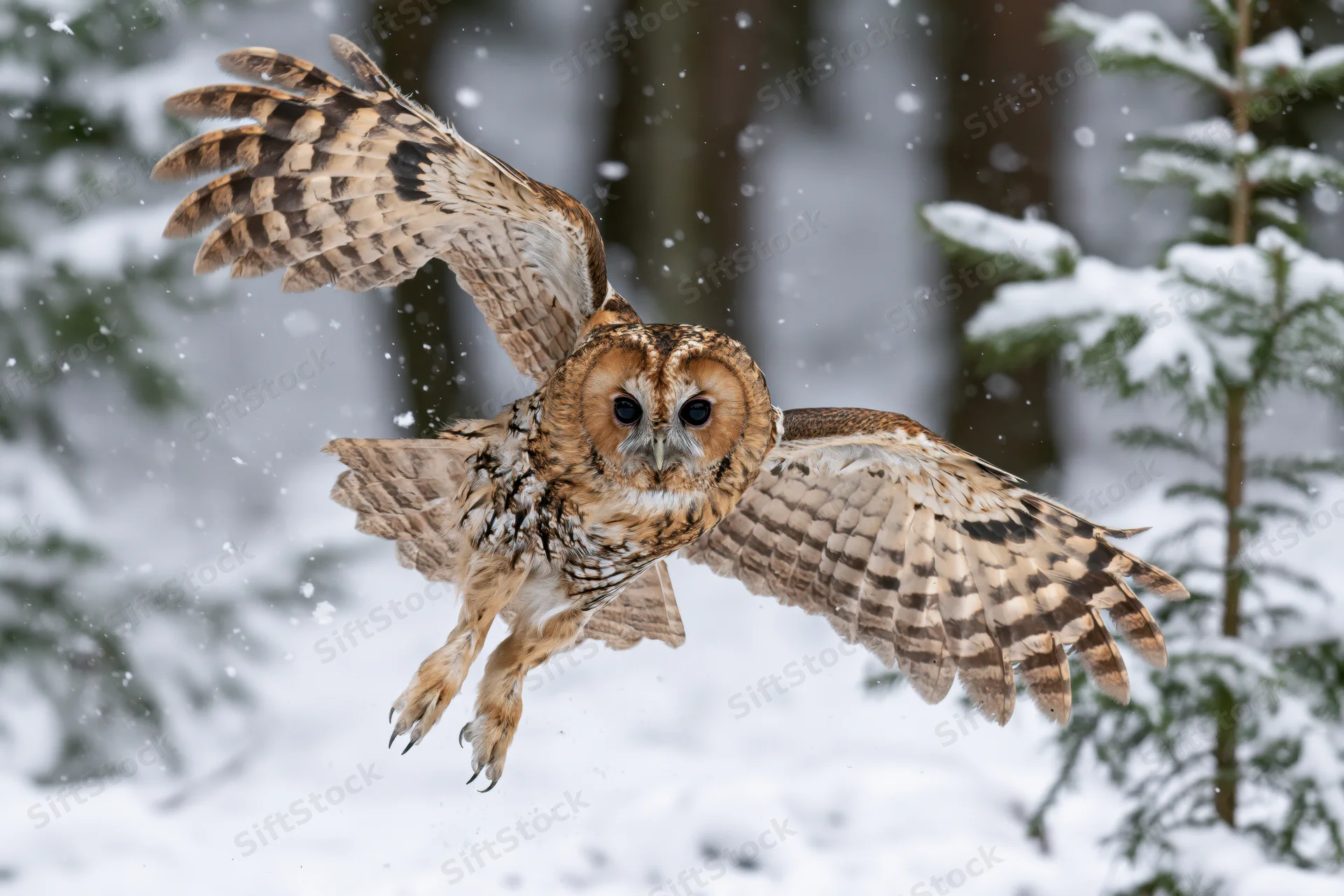 Tawny owl in mid-flight with wings spread wide over snowy forest floor