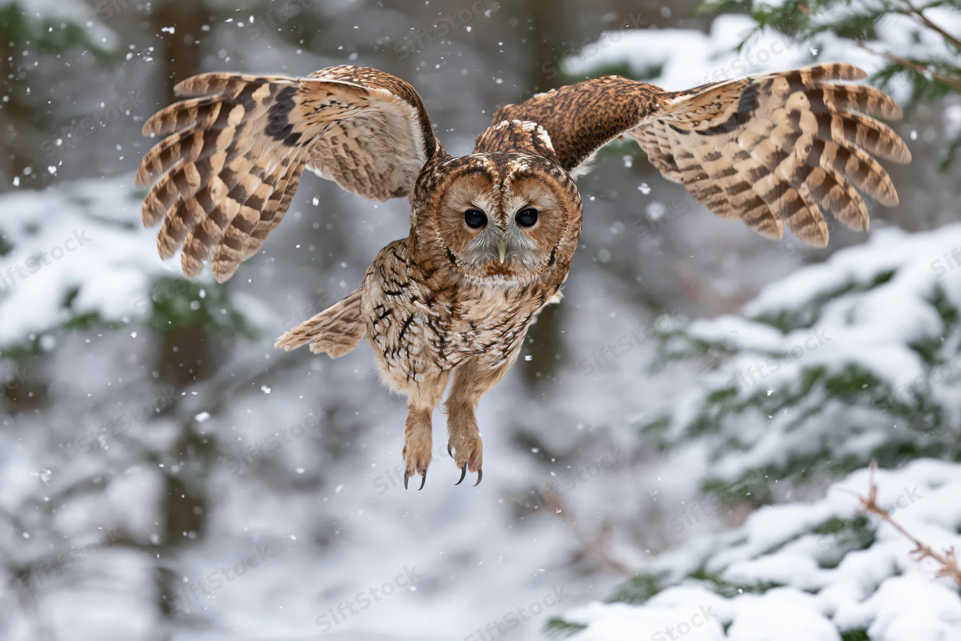 Tawny owl in mid-flight with wings spread over snowy forest