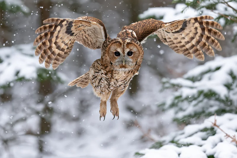 Tawny owl in mid-flight with wings spread over snowy forest