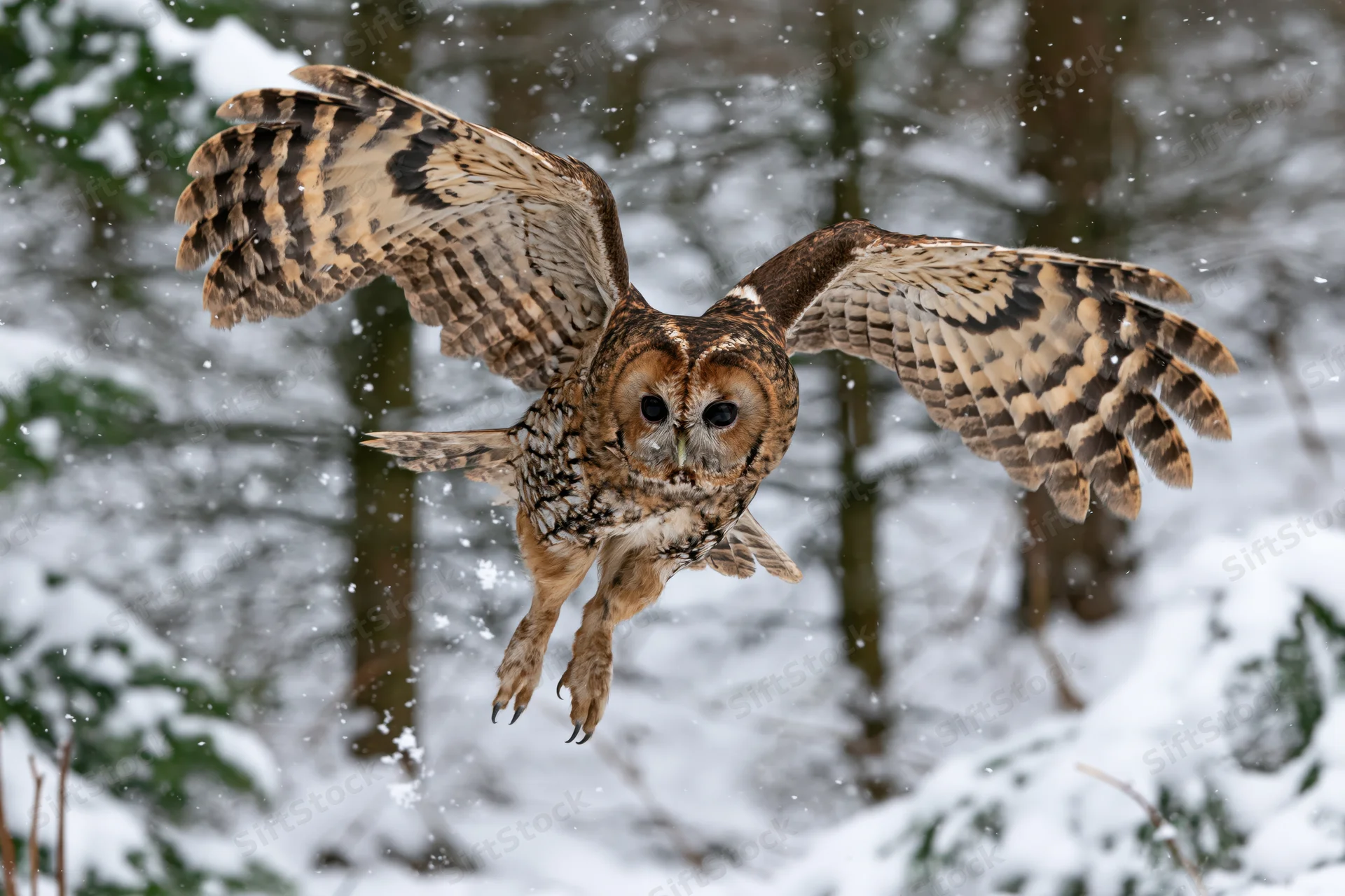 Tawny owl in mid-flight with wings spread wide over snowy forest