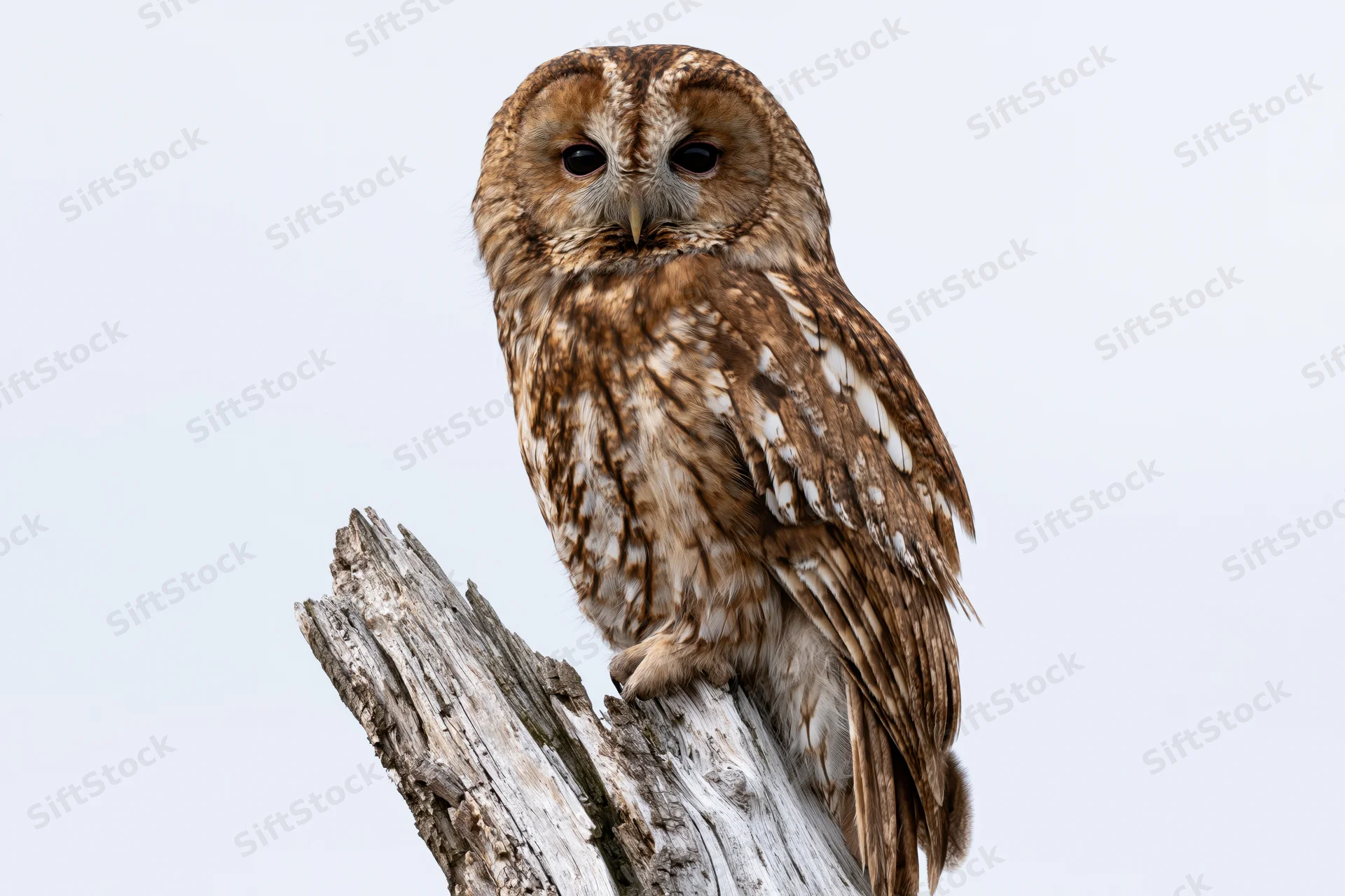 Tawny owl perched on a weathered broken tree stump against a plain sky background