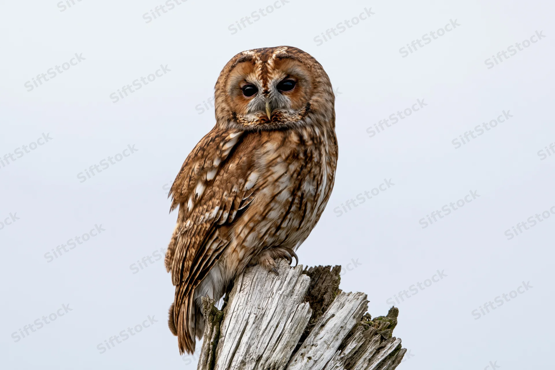 Tawny owl perched on a weathered broken tree stump against a pale sky
