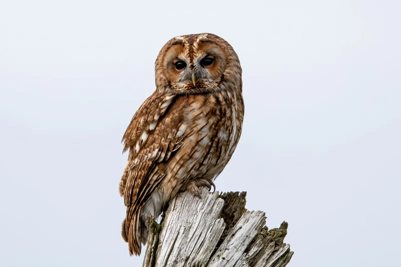 Tawny owl perched on a weathered broken tree stump against a pale sky