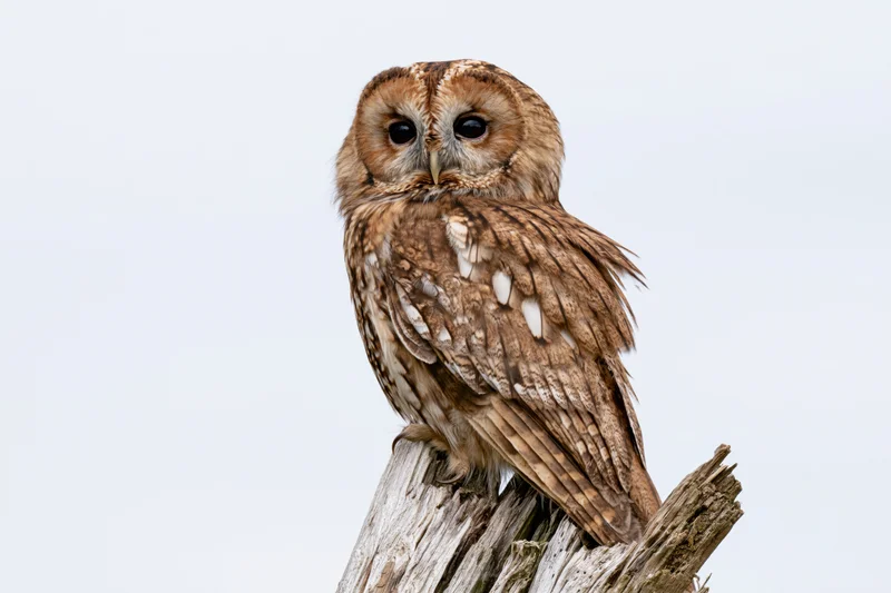 Tawny owl perched on a weathered broken tree stump against a plain sky
