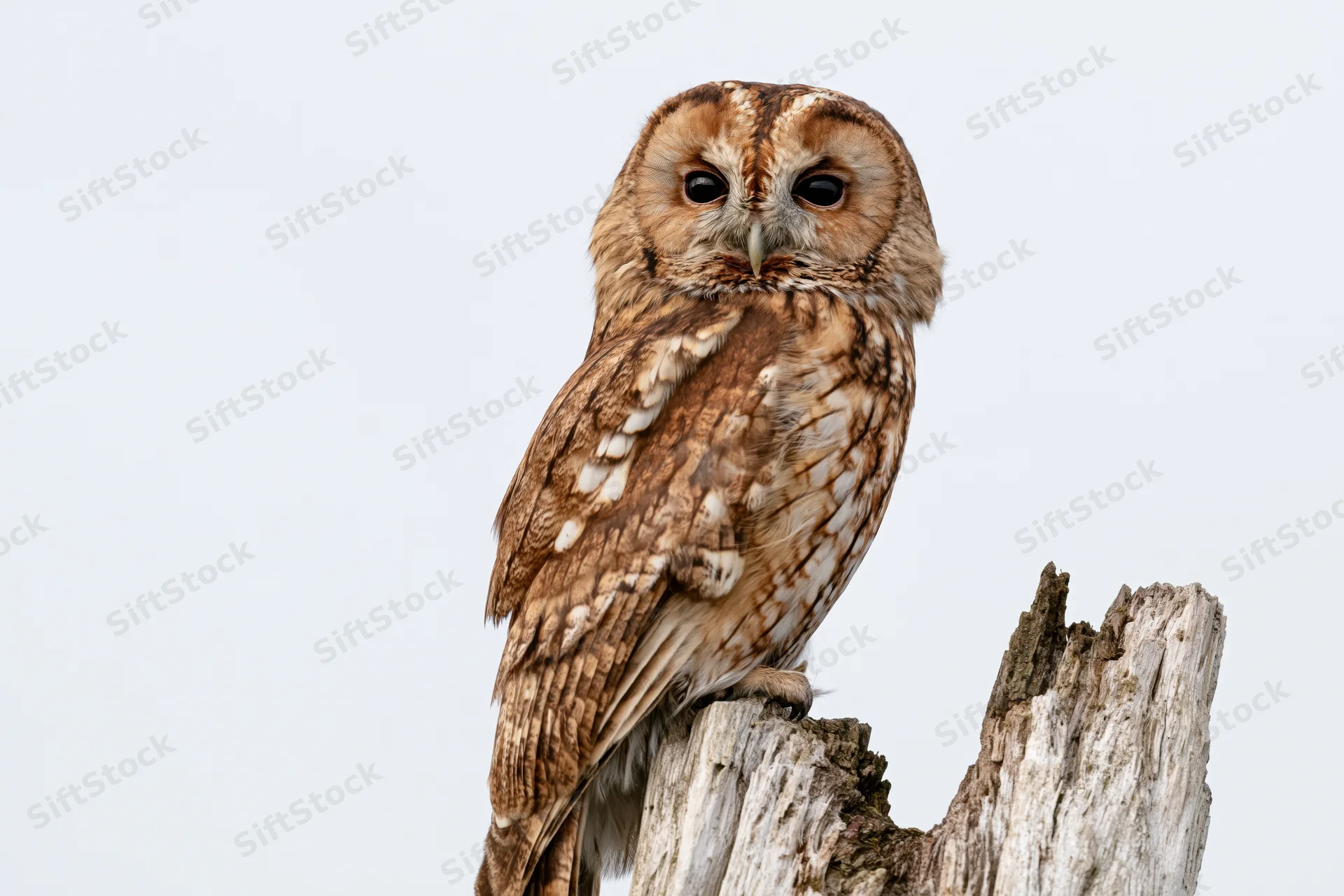 Tawny owl perched on a weathered broken tree stump against a white sky