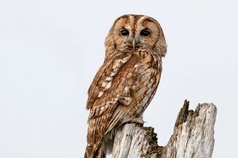 Tawny owl perched on a weathered broken tree stump against a white sky