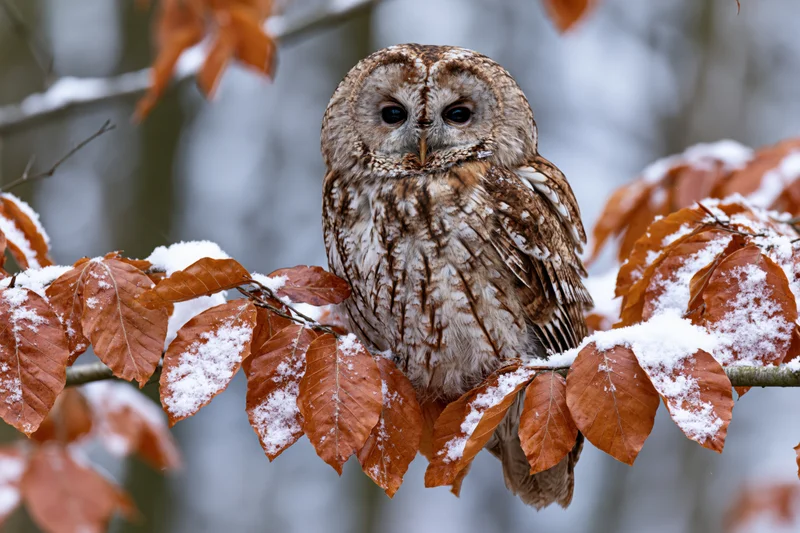 Tawny owl perched on a snow-dusted branch among orange leaves in a winter forest