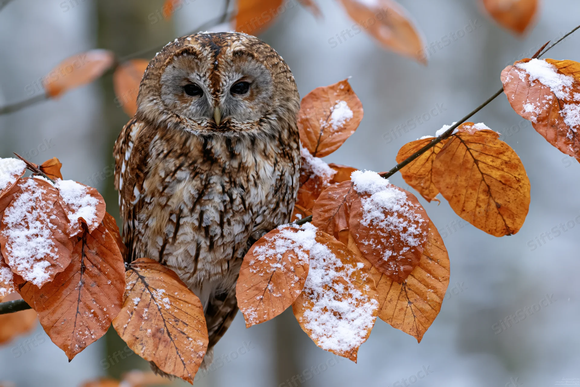 Tawny owl perched on a snow-dusted branch among autumn leaves in a winter forest
