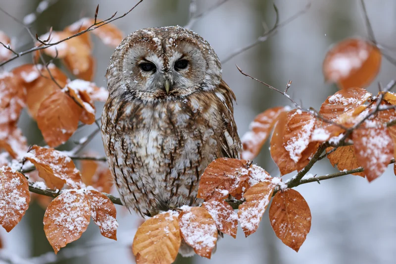 Tawny owl perched on a snow-dusted branch among autumn leaves in a winter forest