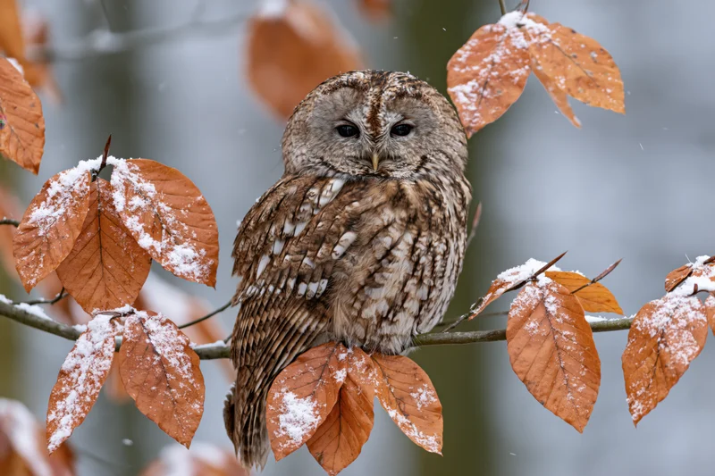 Tawny owl perched on a snow-dusted branch among autumn leaves in a forest setting